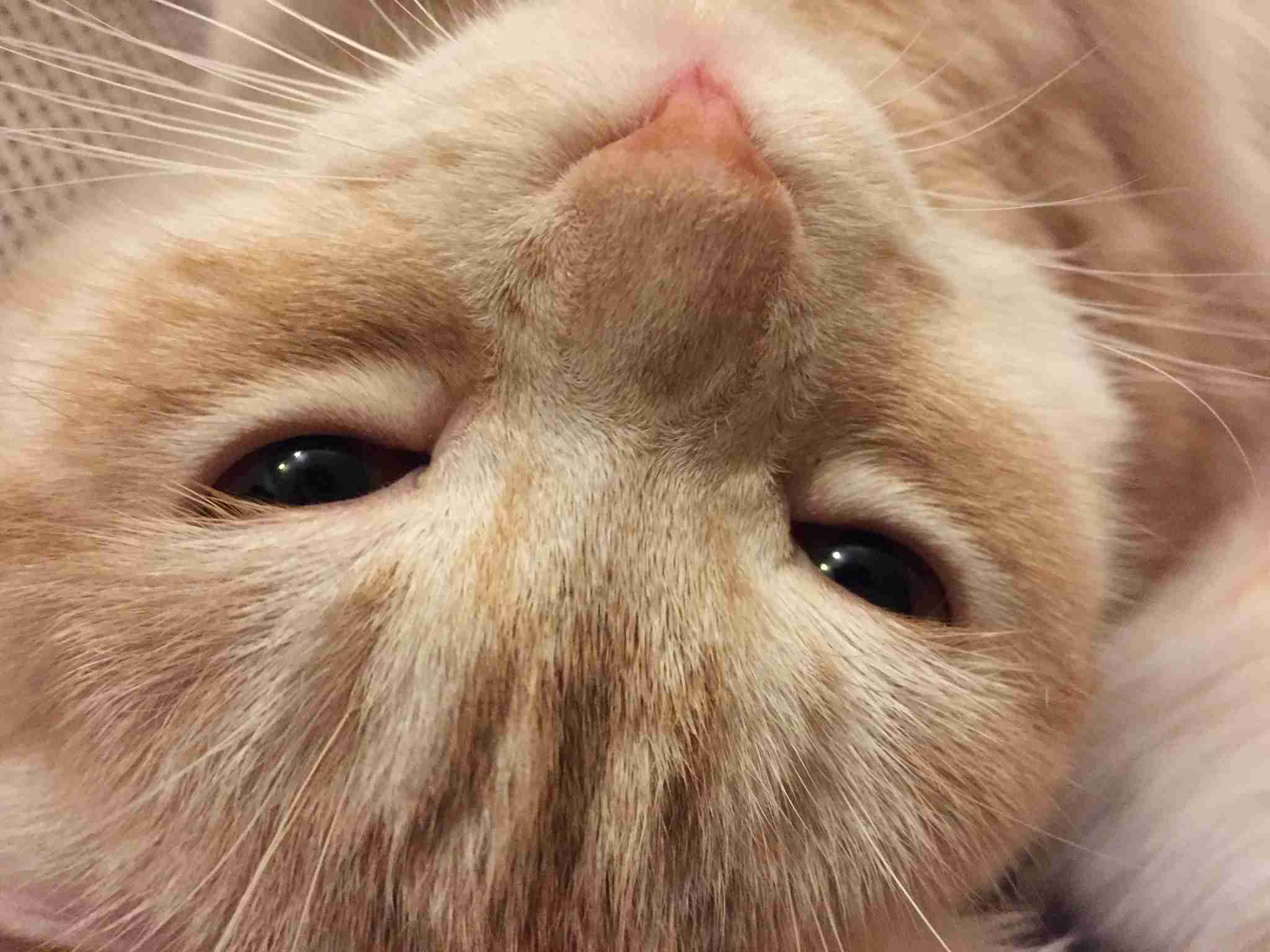 目つきの悪い猫を貼るトピ