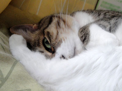 目つきの悪い猫を貼るトピ