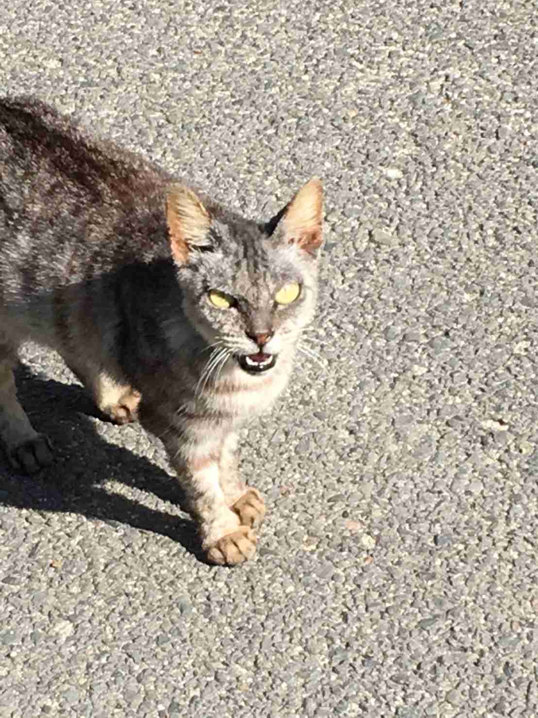 目つきの悪い猫を貼るトピ