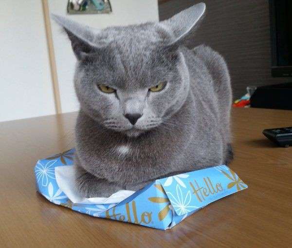 目つきの悪い猫を貼るトピ