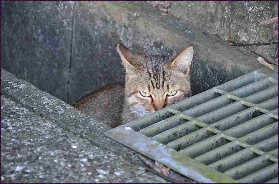 目つきの悪い猫を貼るトピ
