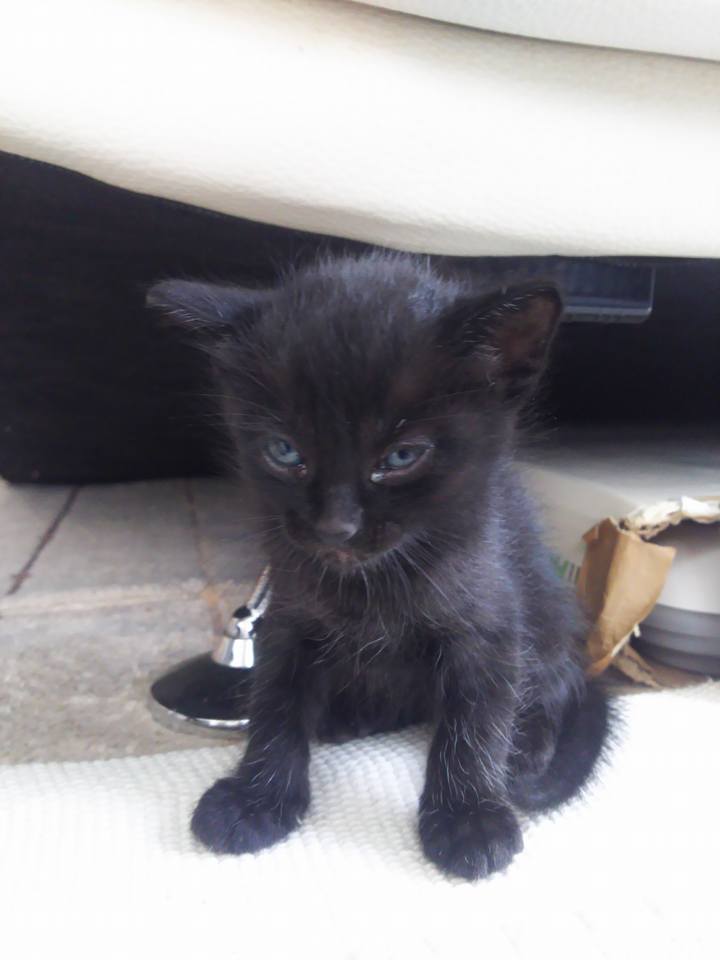 目つきの悪い猫を貼るトピ