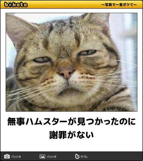 目つきの悪い猫を貼るトピ