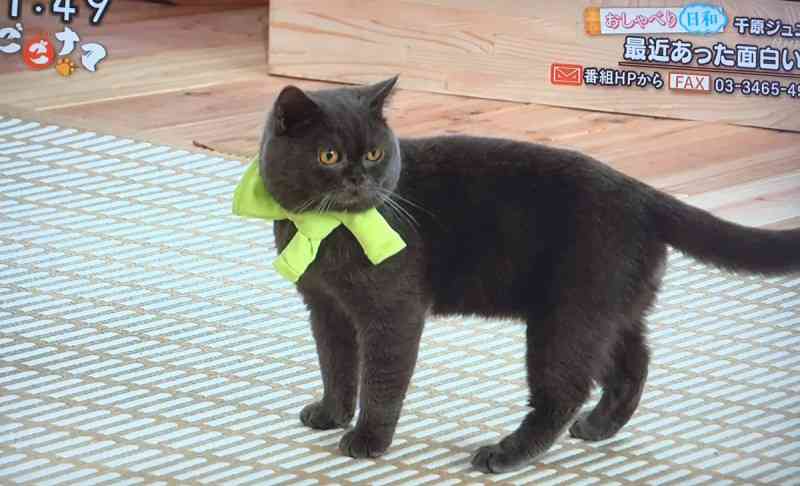 目つきの悪い猫を貼るトピ