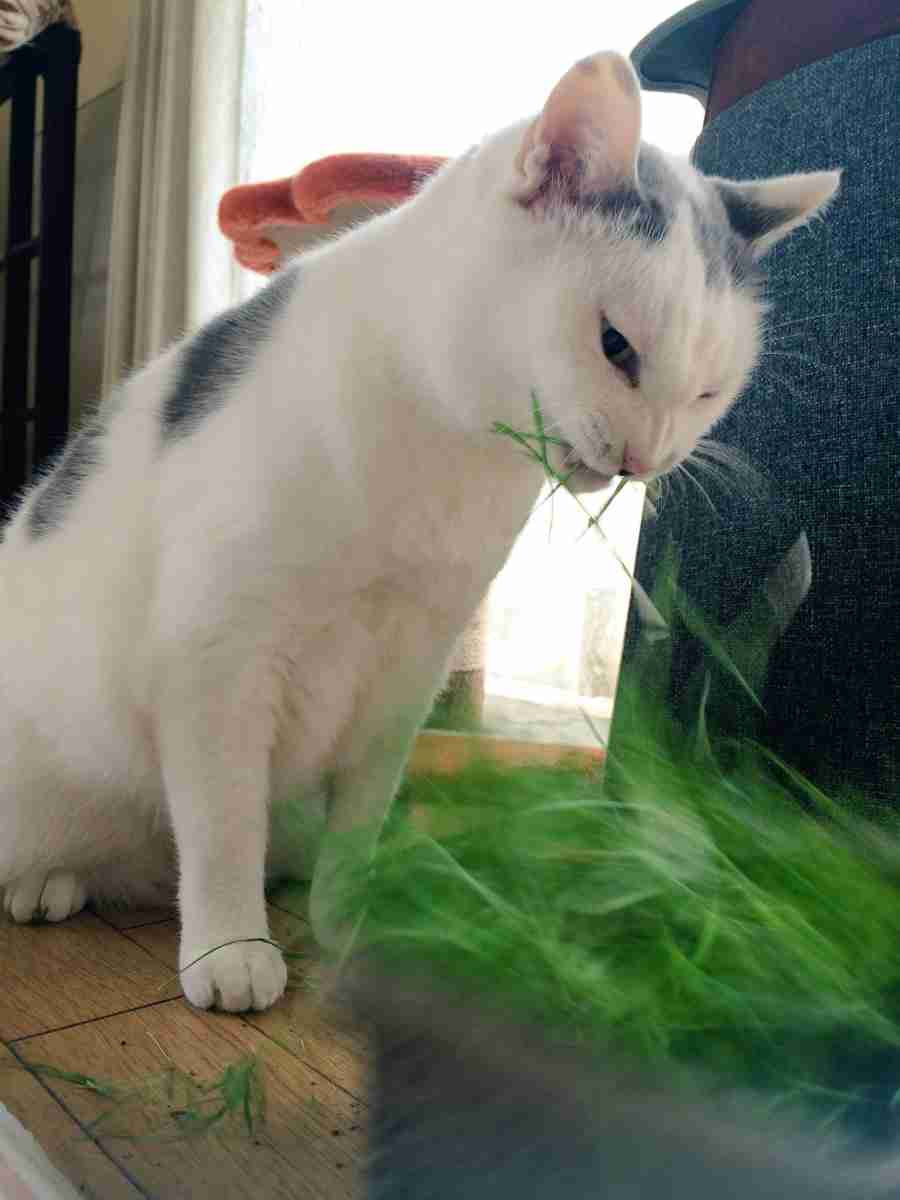 目つきの悪い猫を貼るトピ