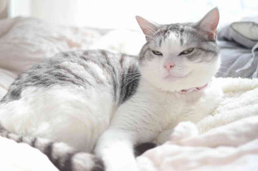 目つきの悪い猫を貼るトピ