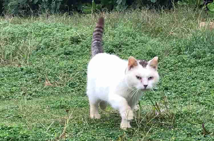 目つきの悪い猫を貼るトピ