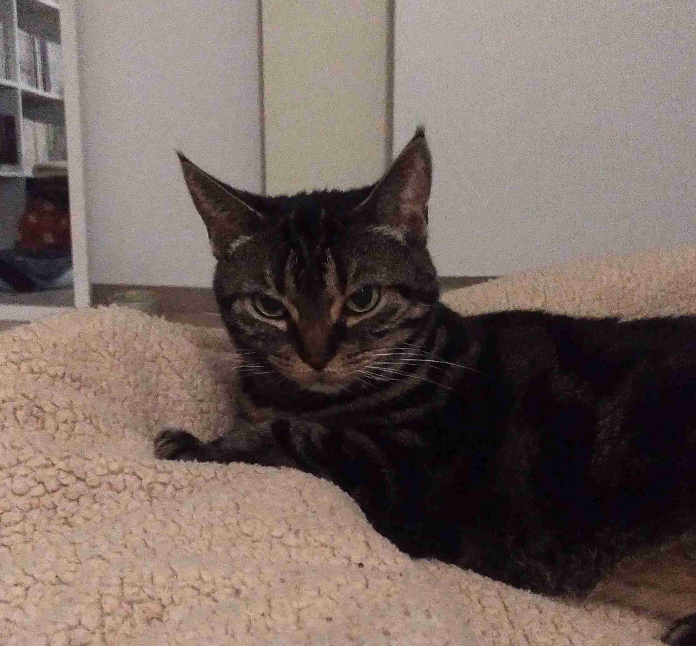 目つきの悪い猫を貼るトピ