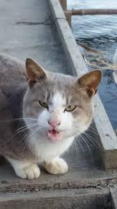 目つきの悪い猫を貼るトピ