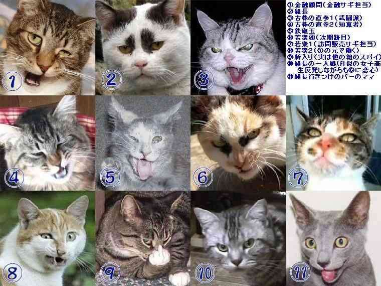 目つきの悪い猫を貼るトピ