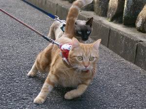 目つきの悪い猫を貼るトピ