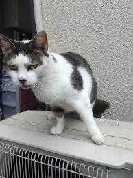 目つきの悪い猫を貼るトピ