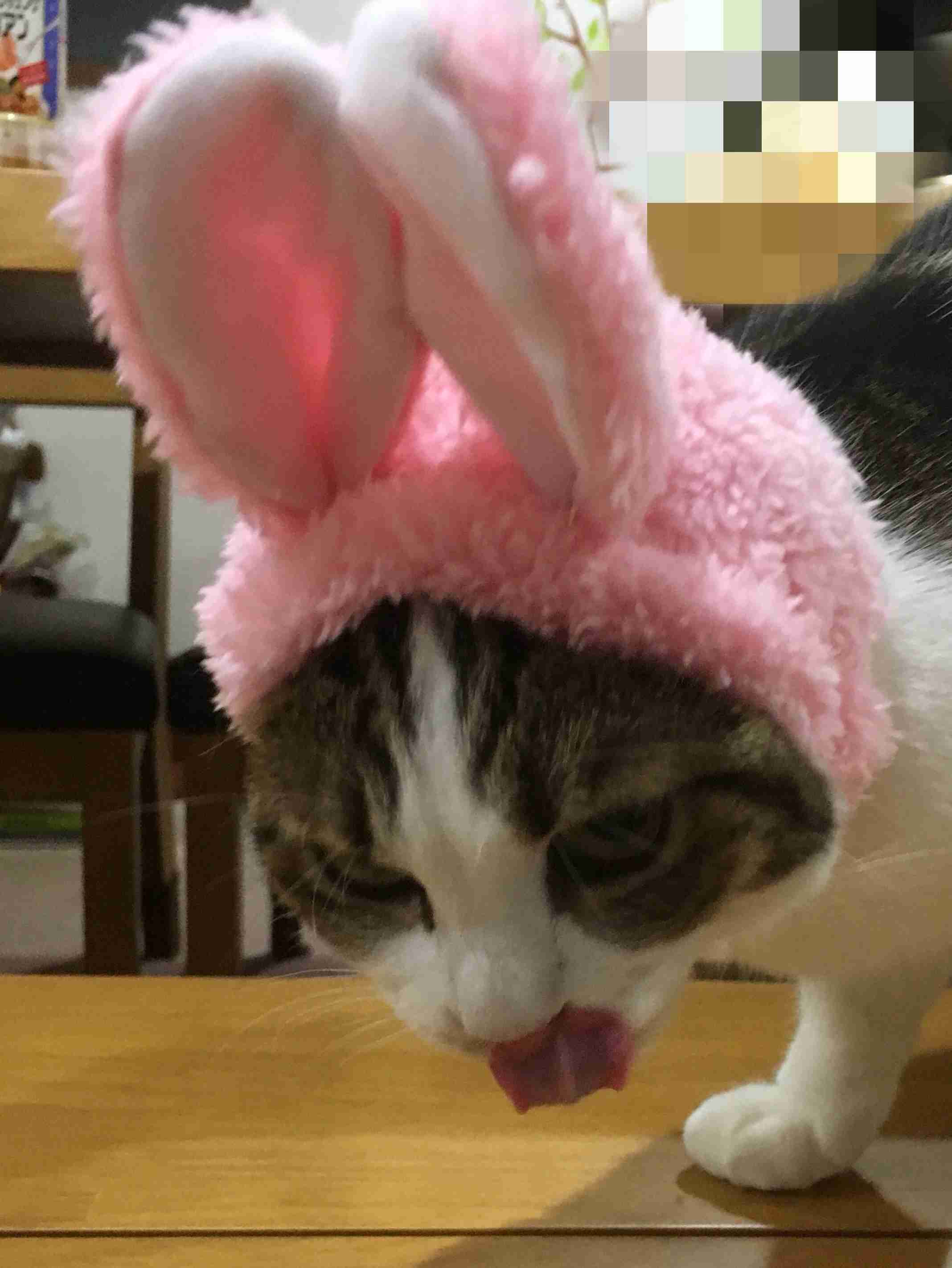 目つきの悪い猫を貼るトピ