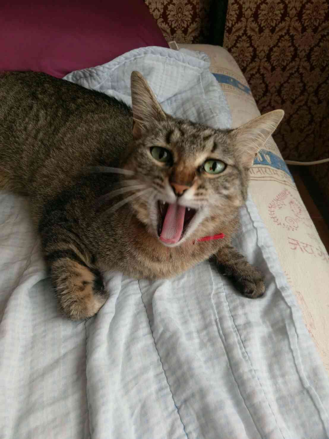 目つきの悪い猫を貼るトピ