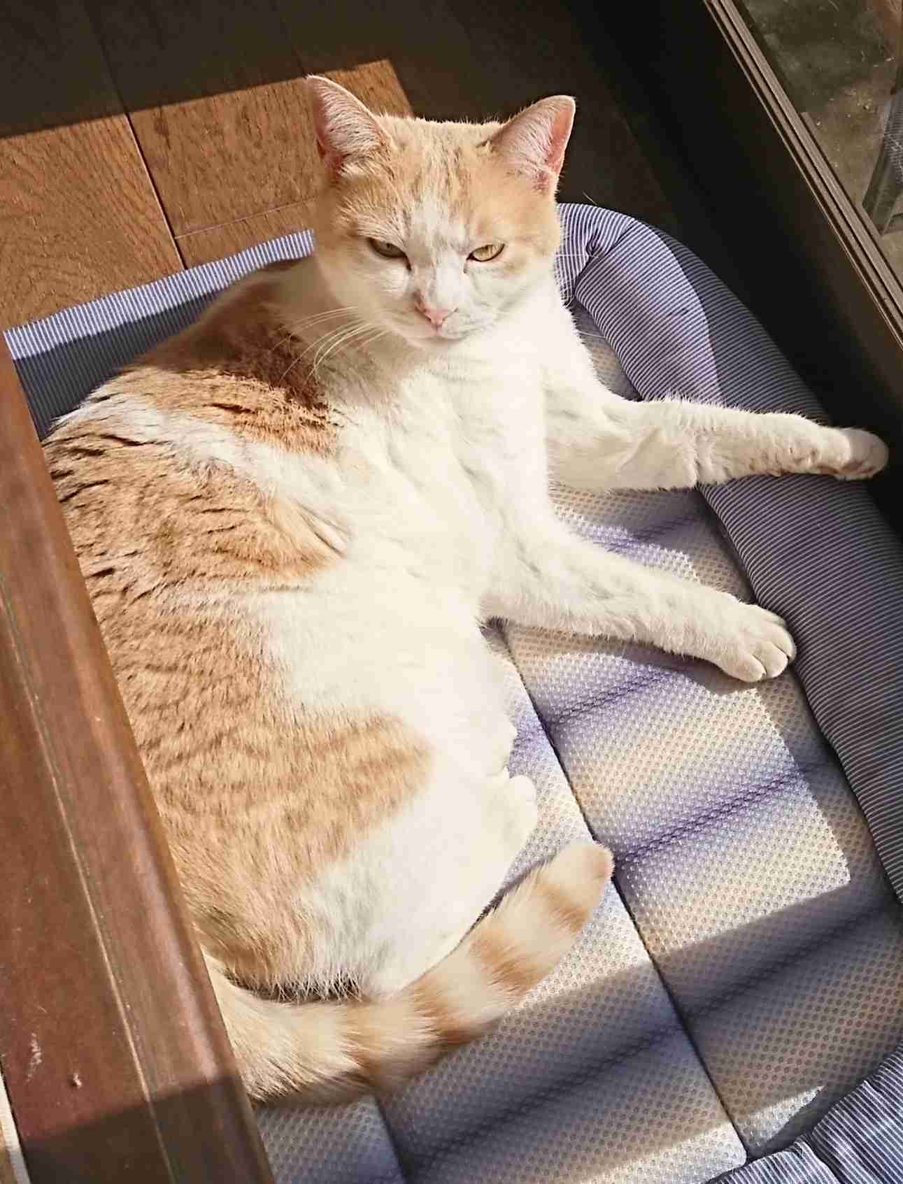 目つきの悪い猫を貼るトピ
