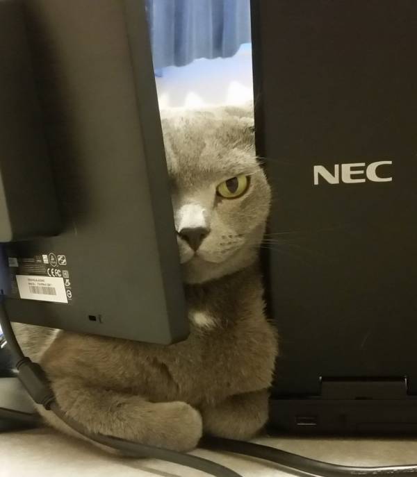 目つきの悪い猫を貼るトピ