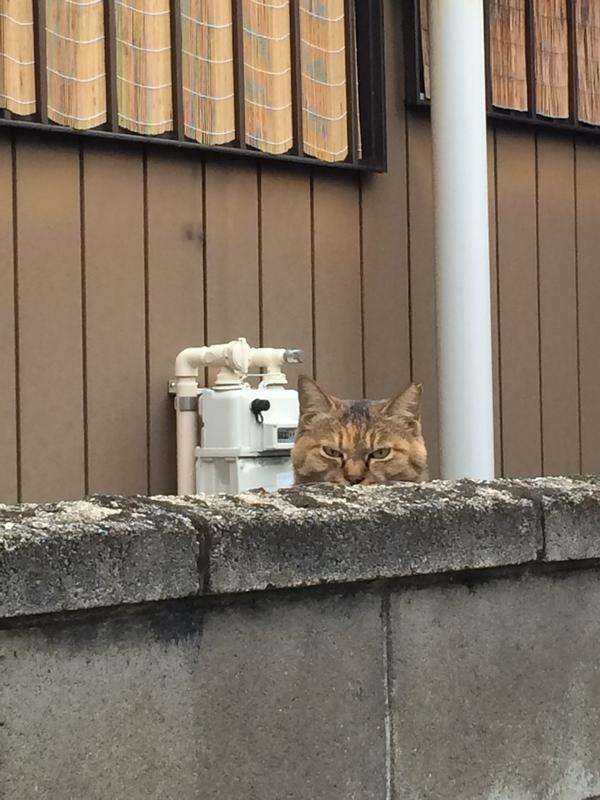 目つきの悪い猫を貼るトピ