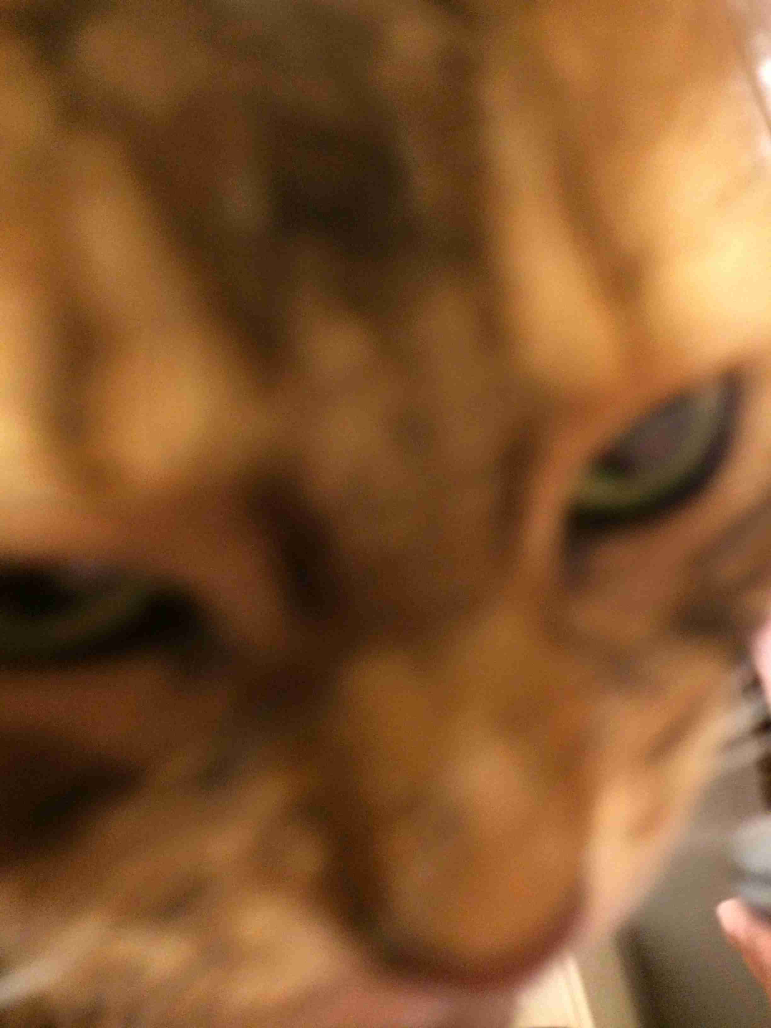 目つきの悪い猫を貼るトピ