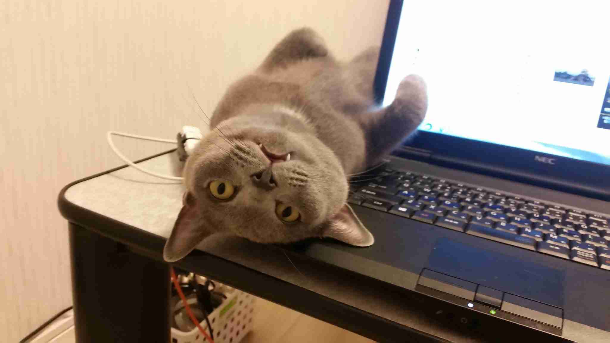 目つきの悪い猫を貼るトピ