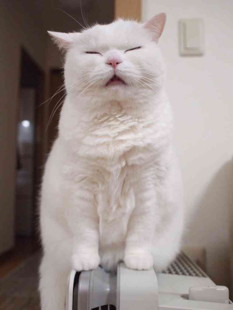 イケてない画像トピ