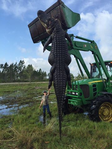 ワニに襲われ邦人女性死亡か　米フロリダ州、散歩中