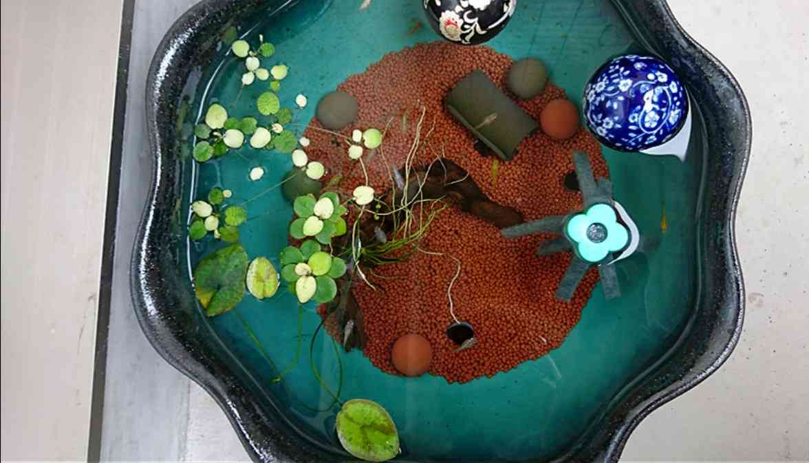 メダカ倶楽部