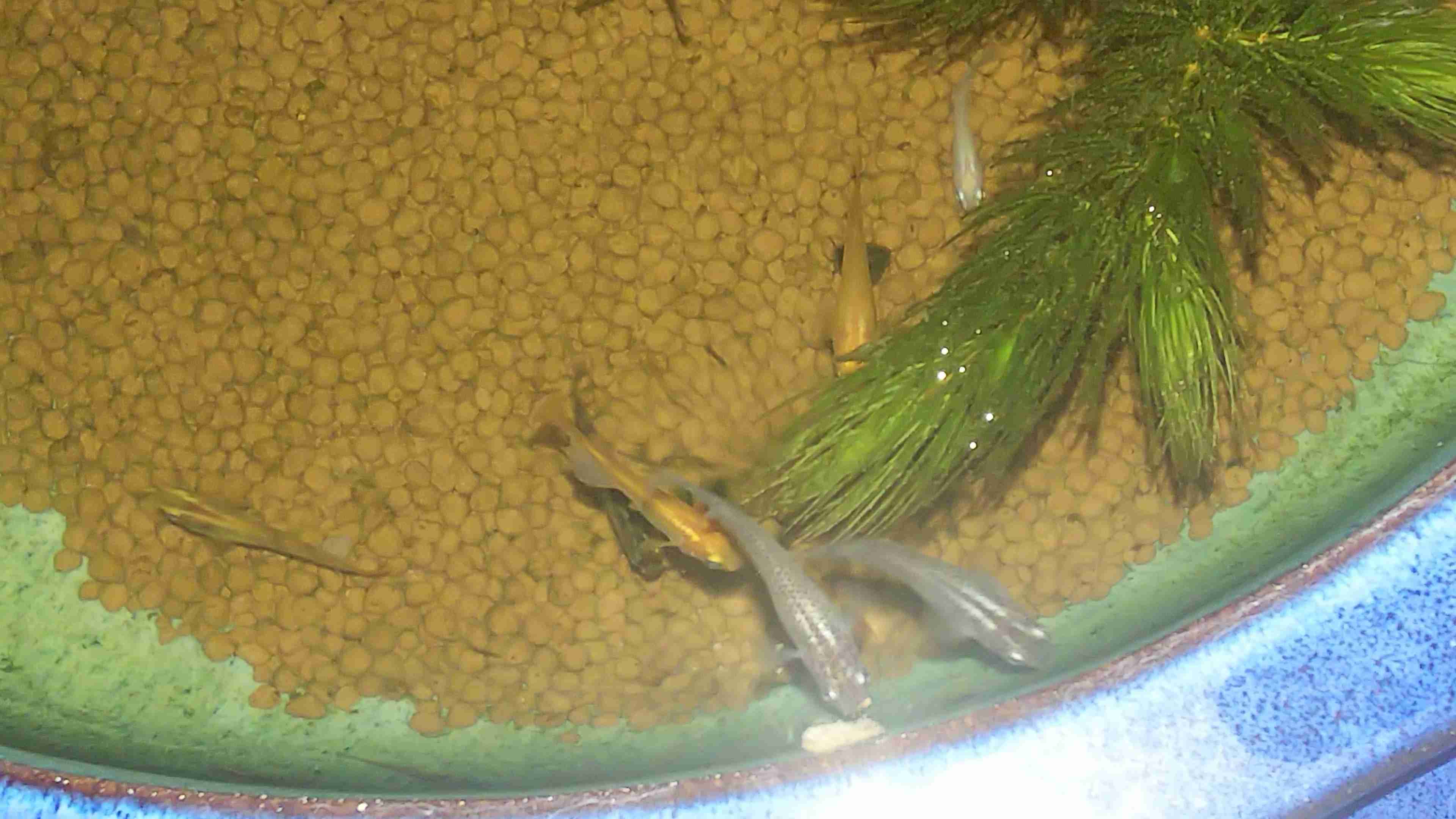 メダカ倶楽部