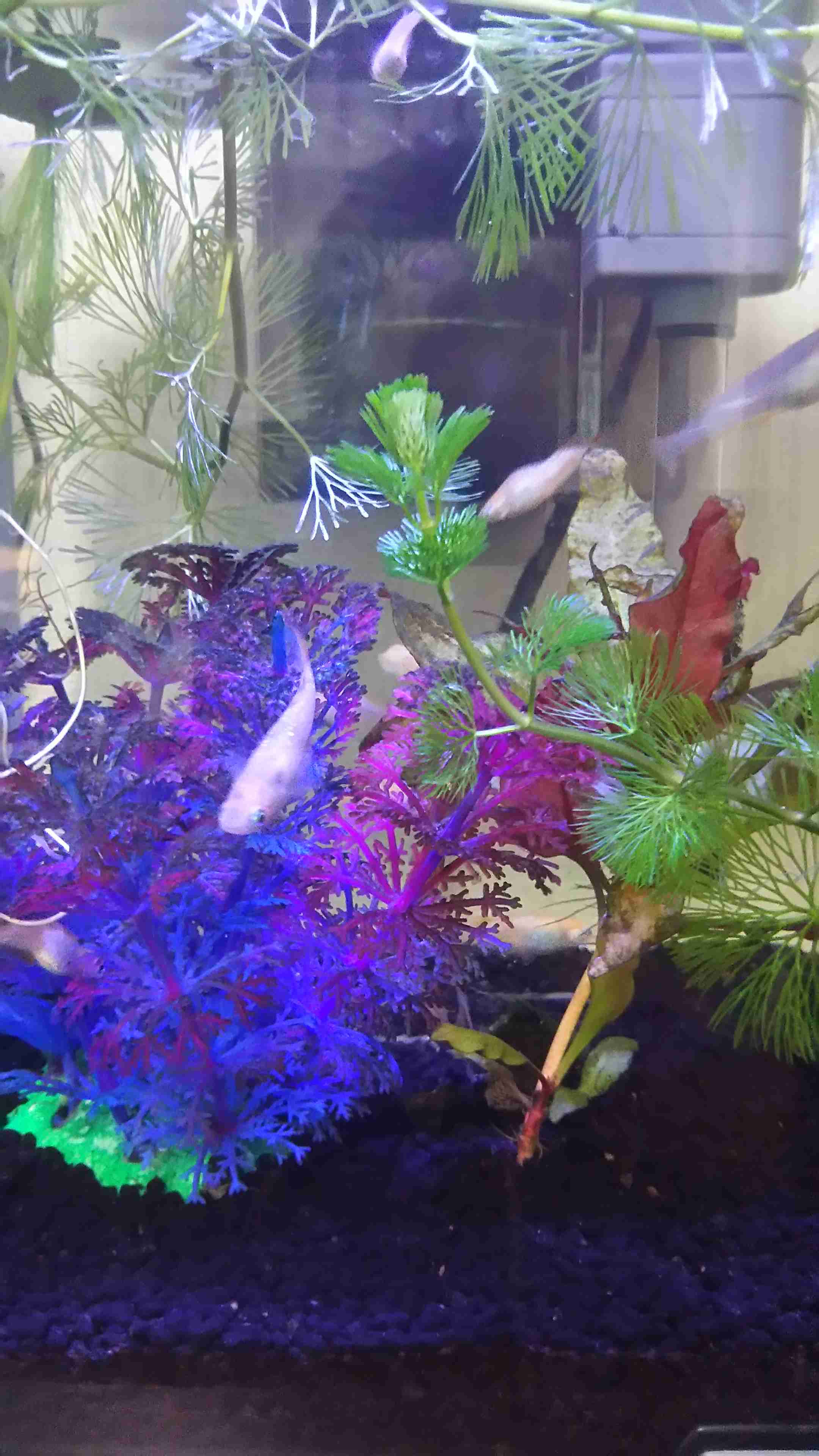 メダカ倶楽部
