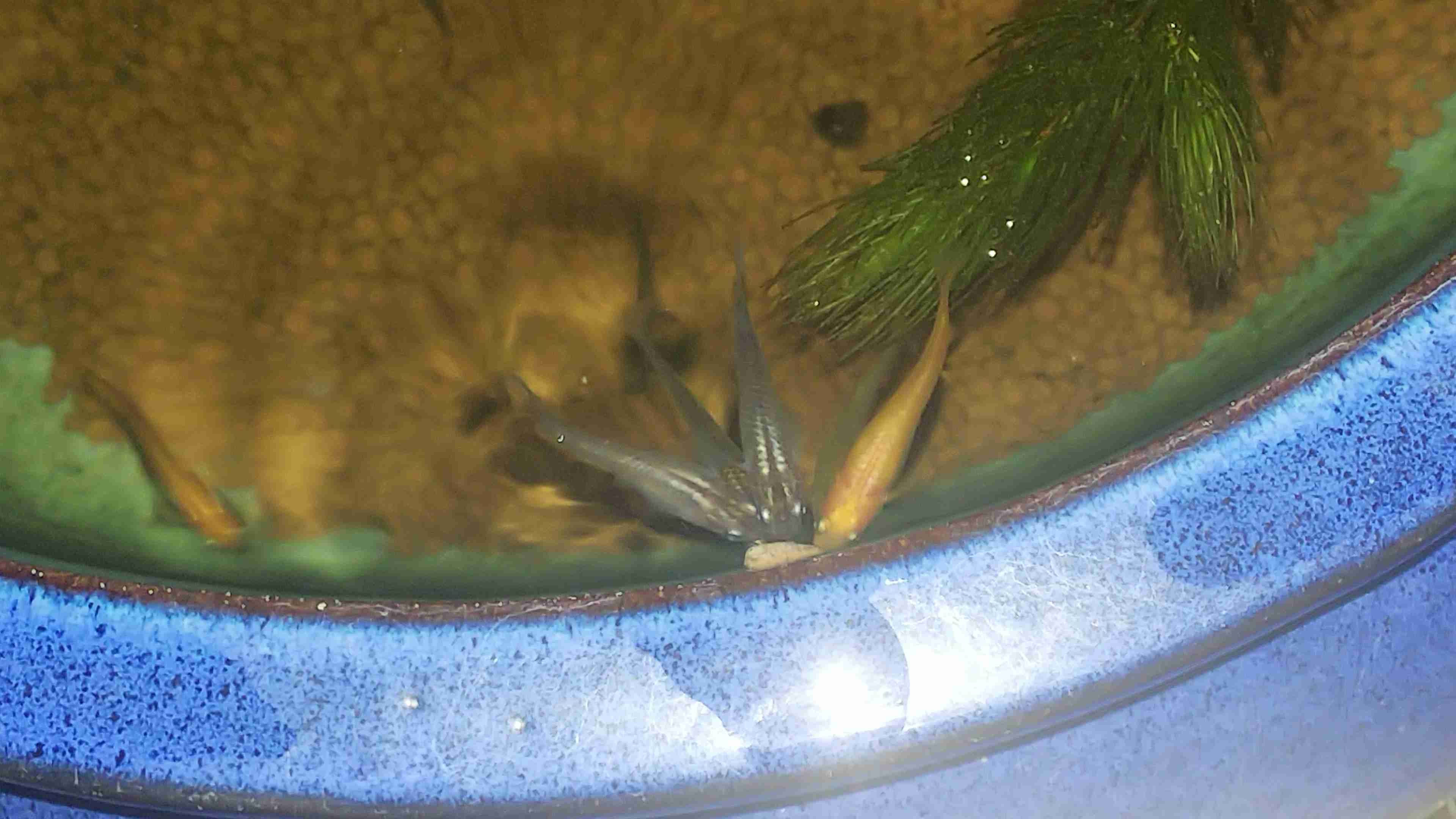メダカ倶楽部