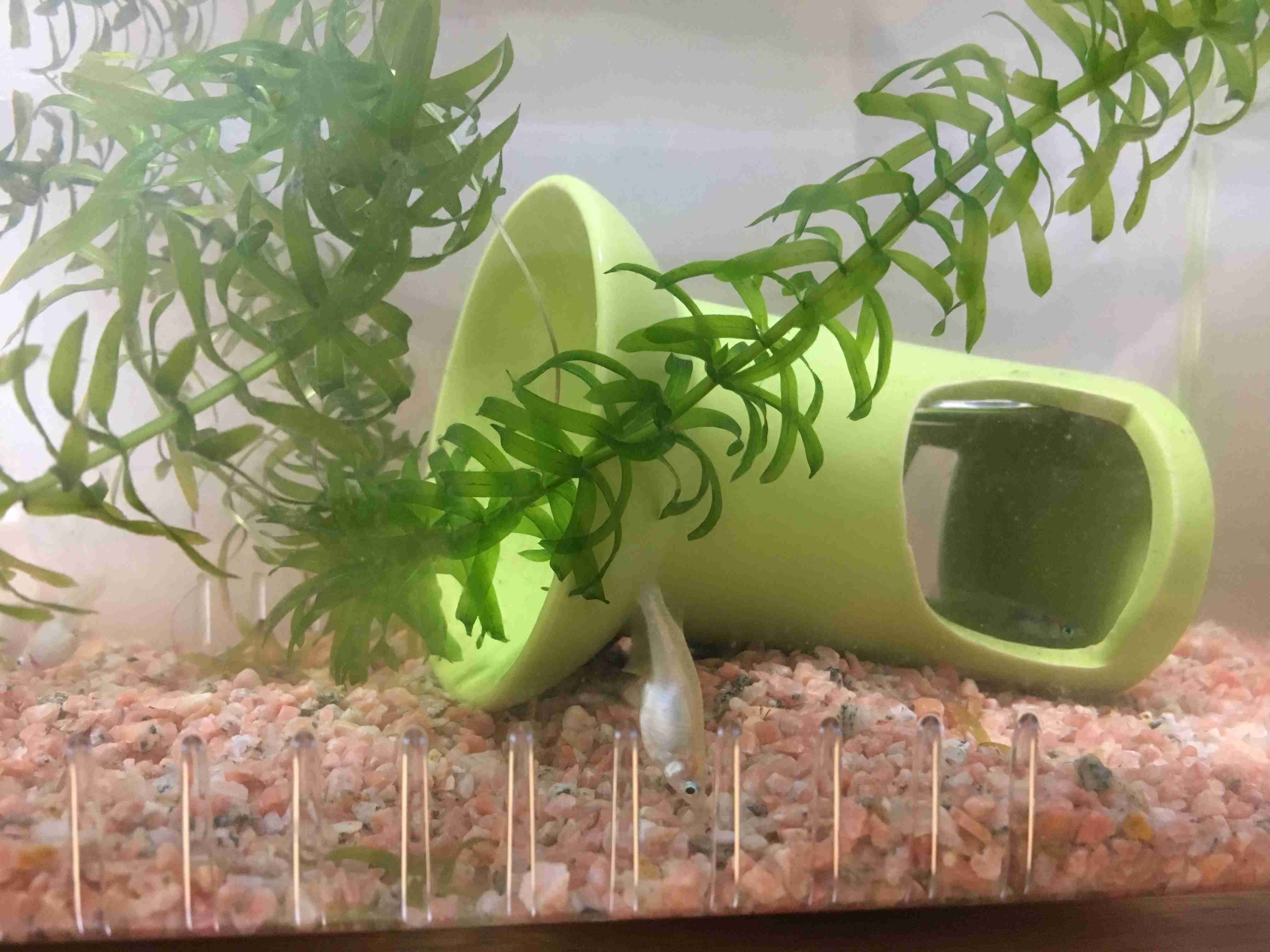 メダカ倶楽部