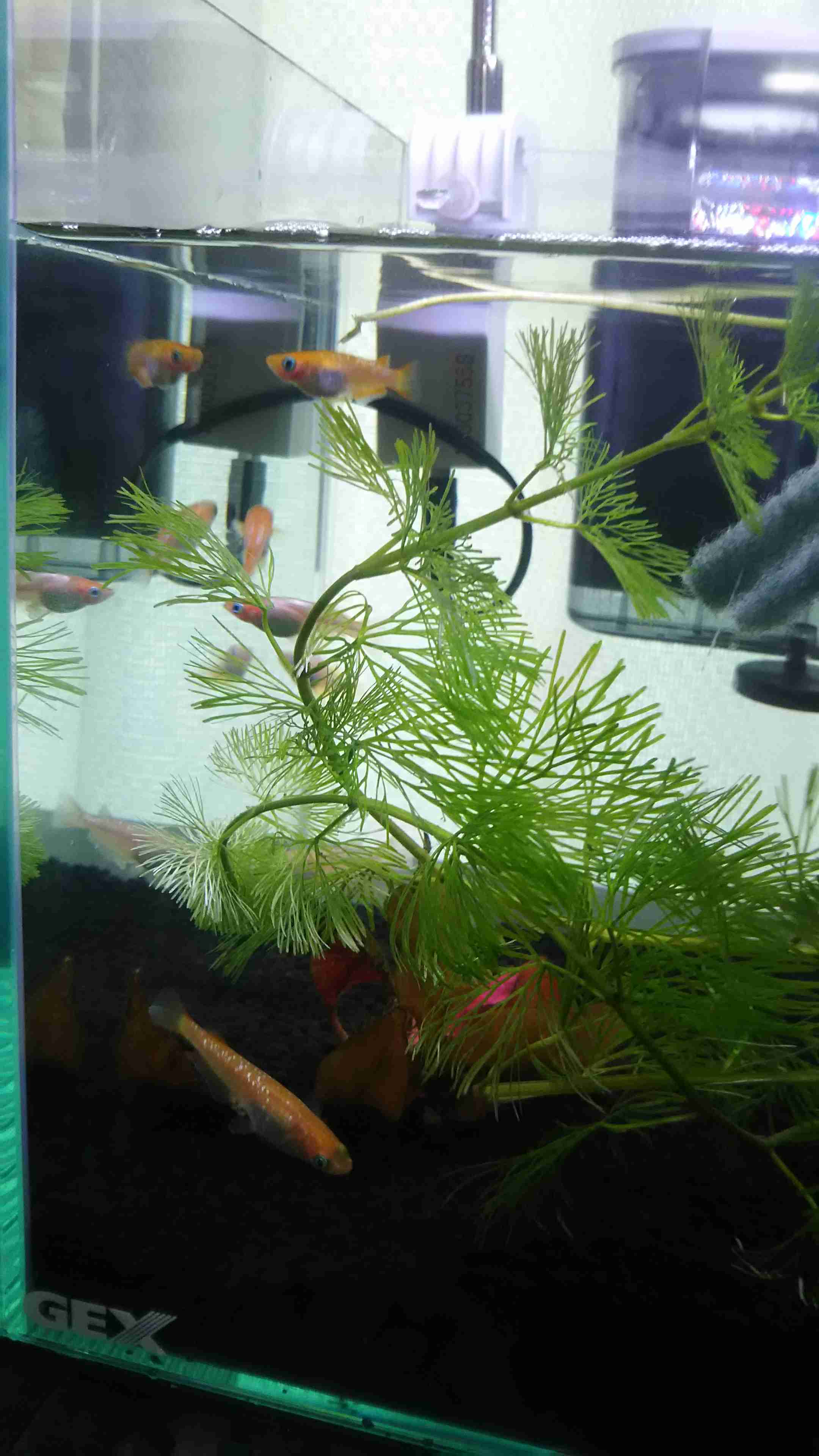 メダカ倶楽部