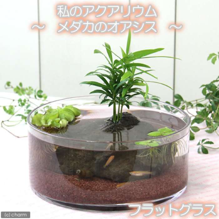 メダカ倶楽部