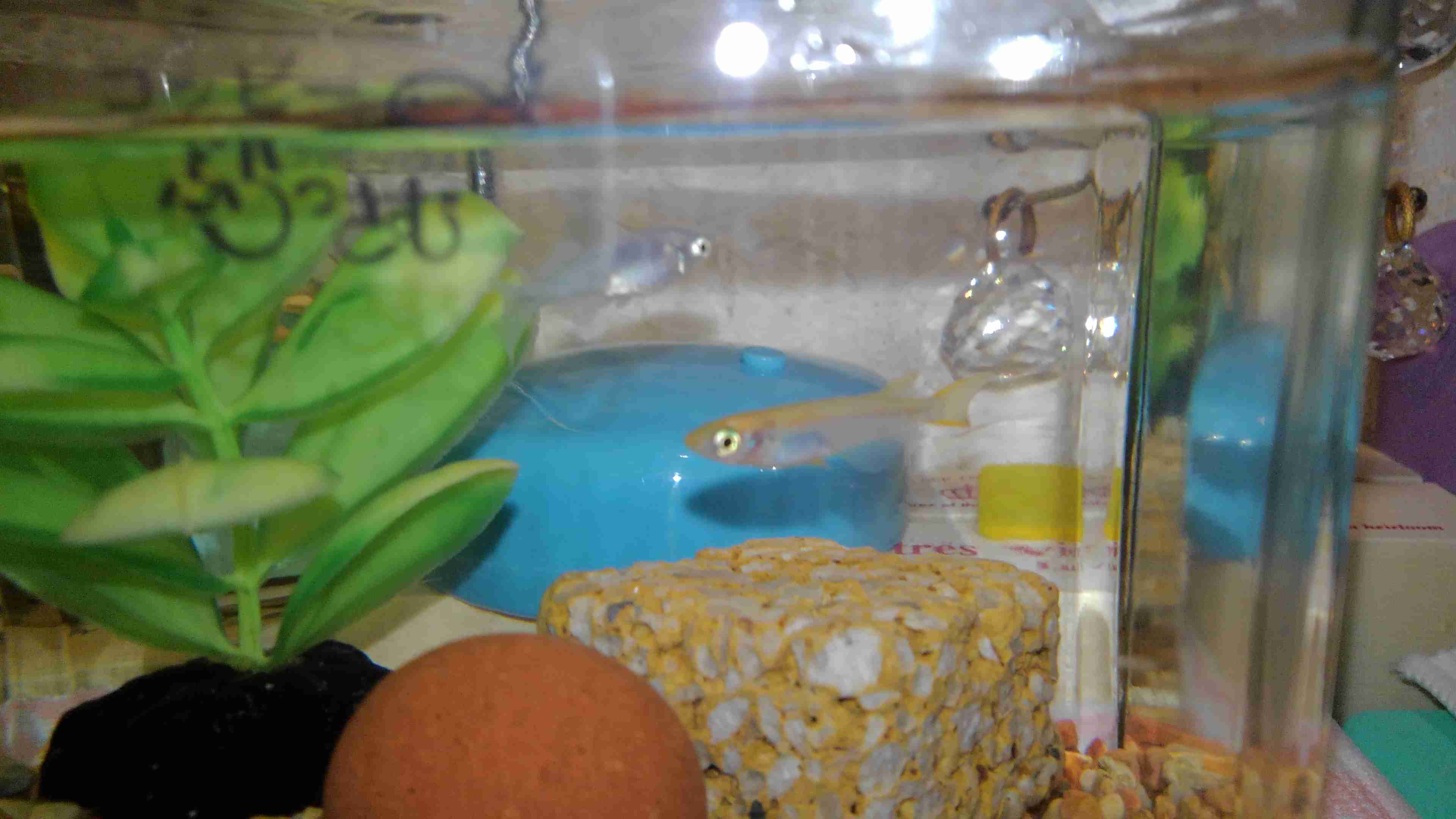 メダカ倶楽部