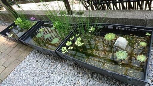 メダカ倶楽部