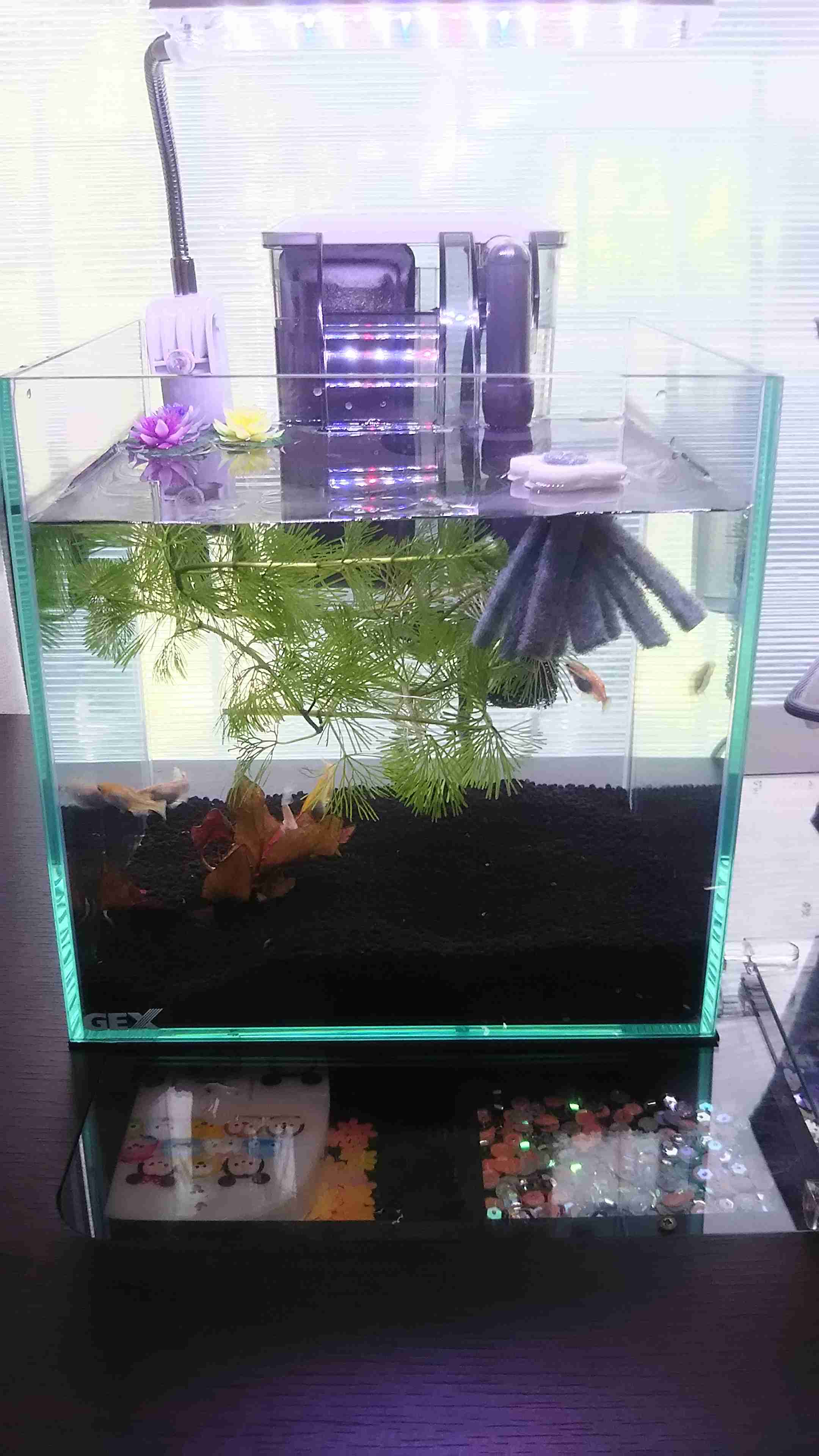 メダカ倶楽部