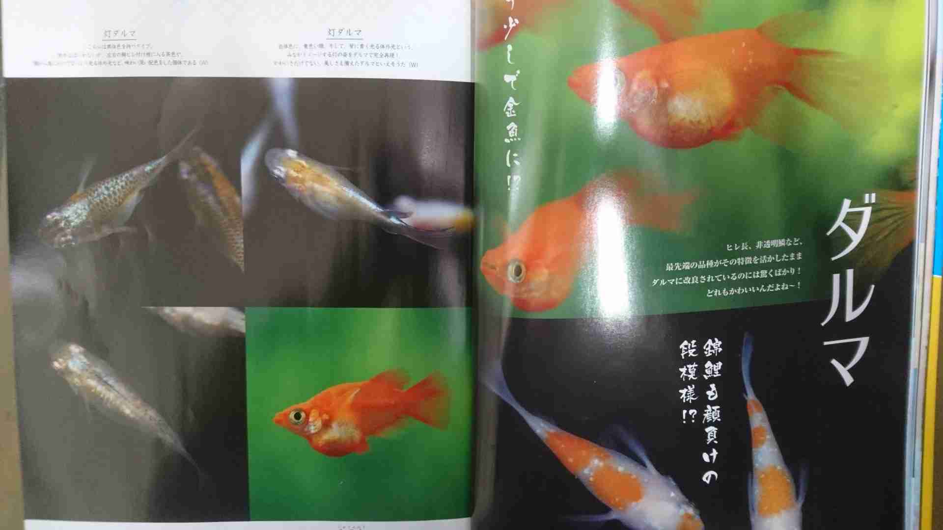 メダカ倶楽部