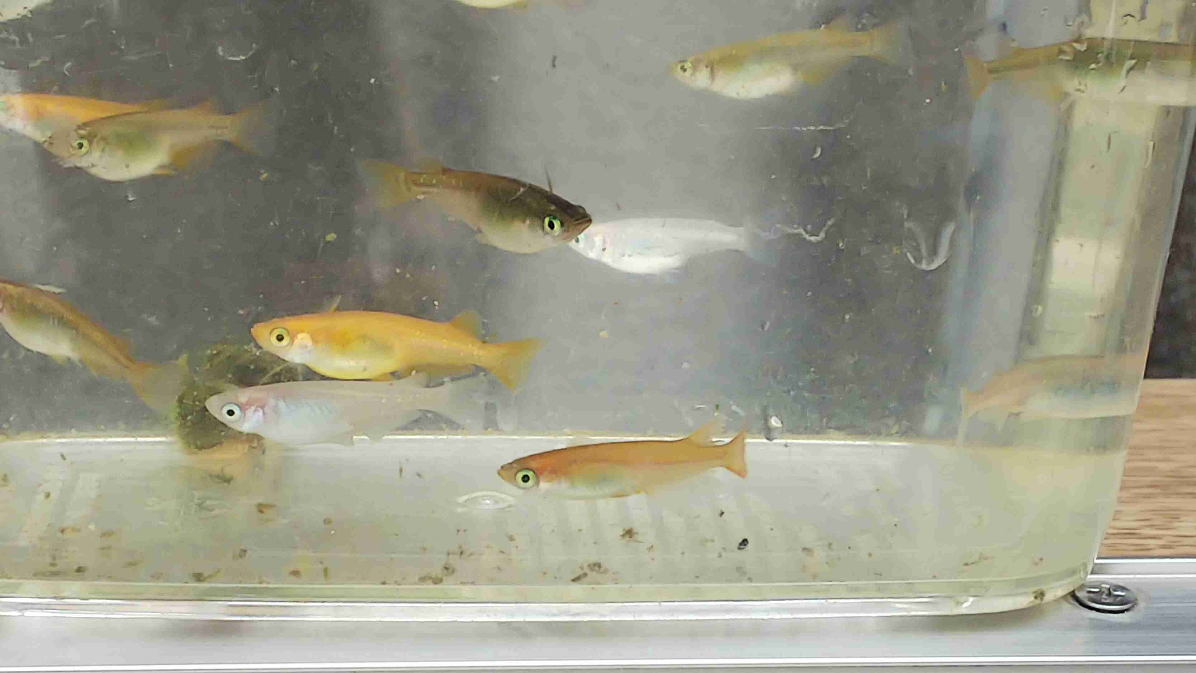 メダカ倶楽部