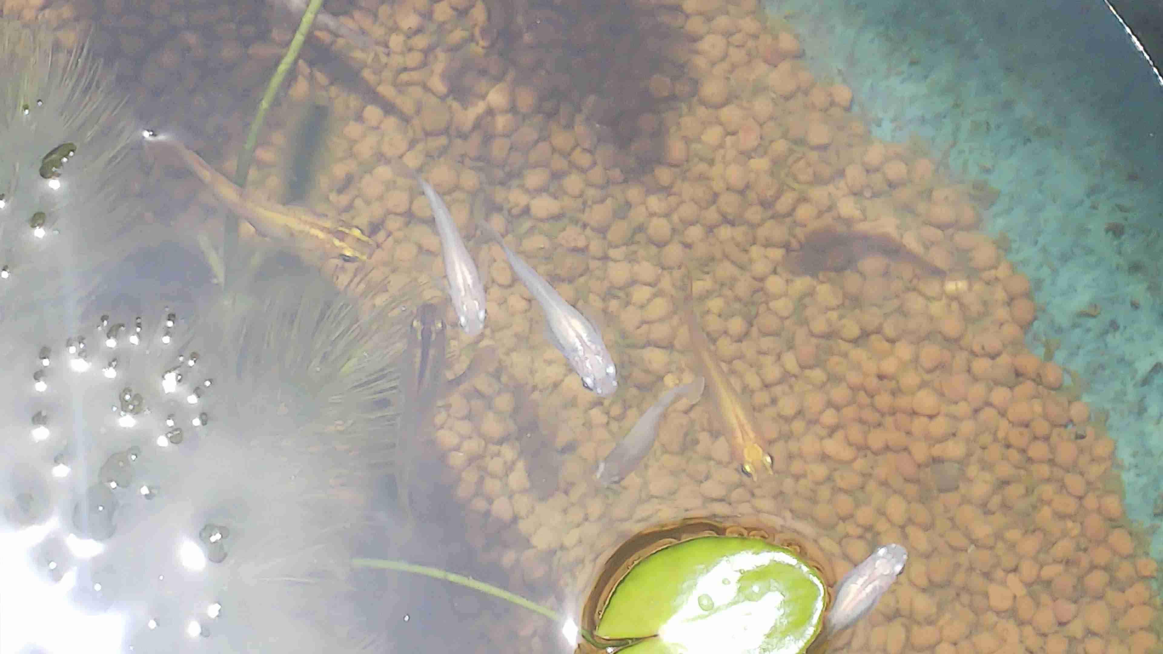 メダカ倶楽部