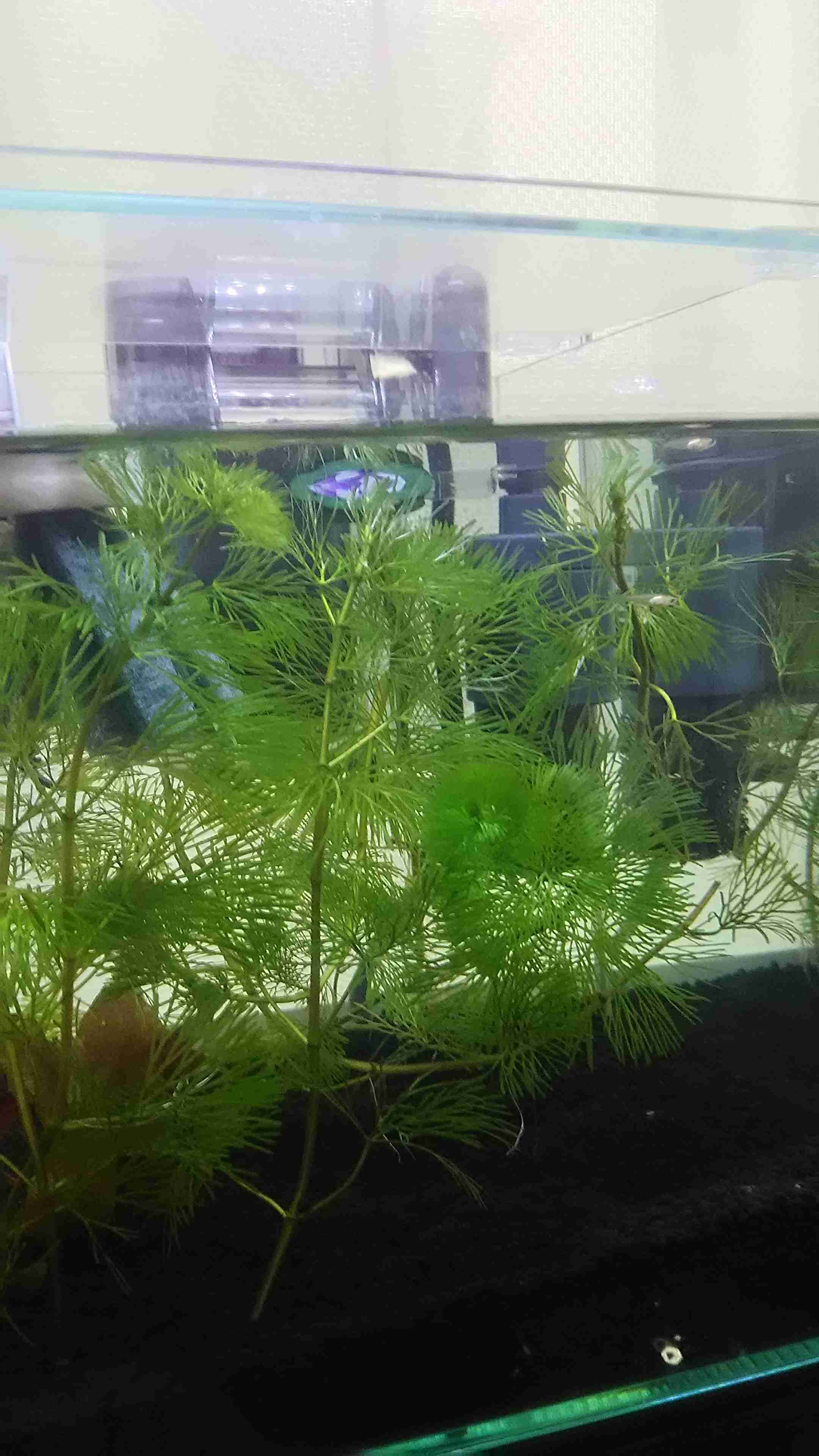 メダカ倶楽部