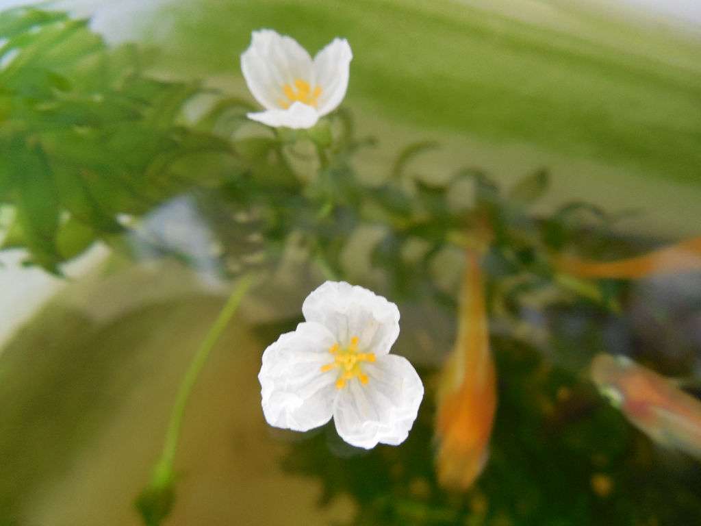 メダカ倶楽部