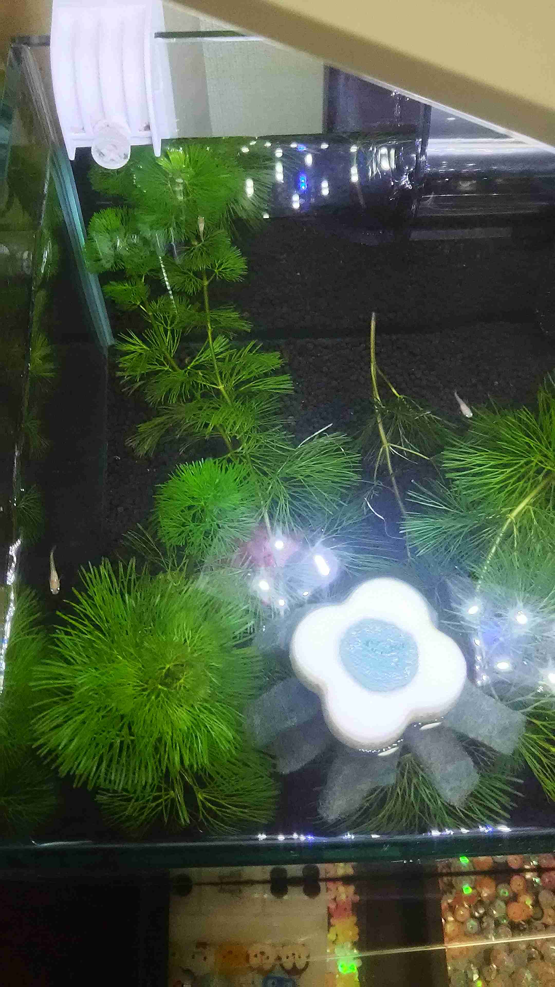 メダカ倶楽部