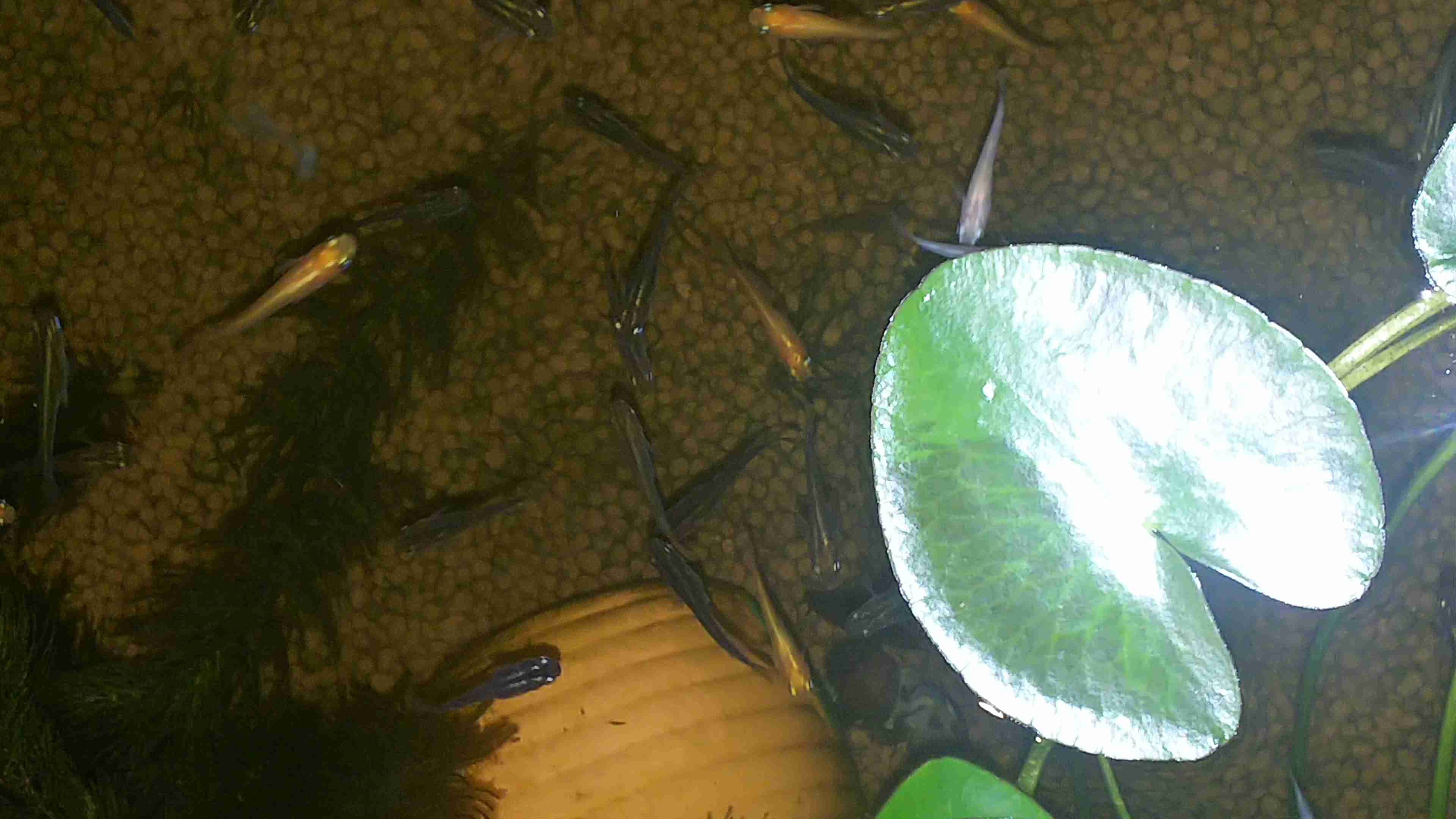 メダカ倶楽部