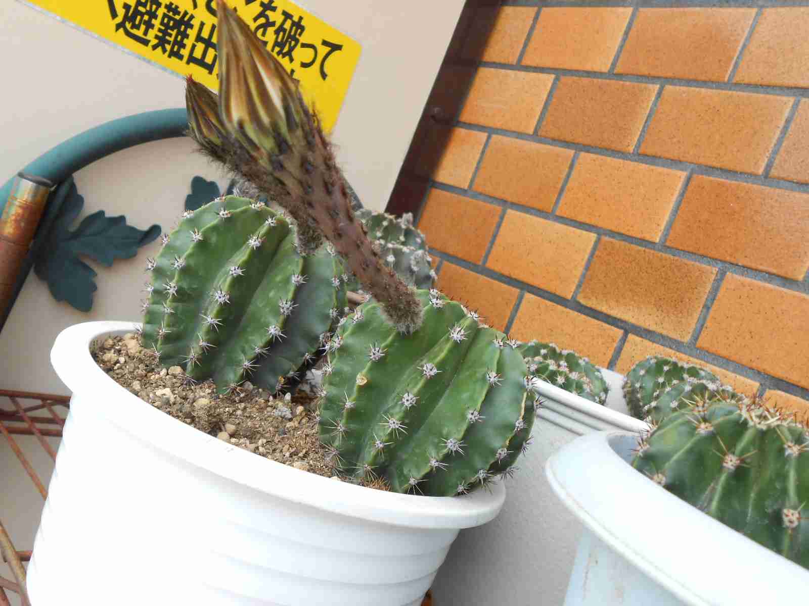 上手に撮れた!お気に入り写真を見せて下さい☆