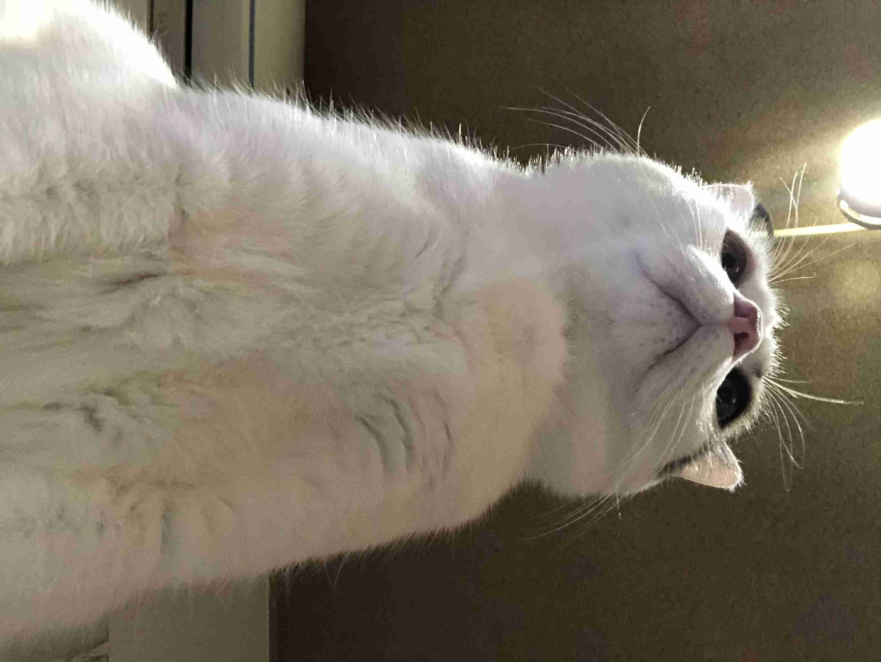 上手に撮れた!お気に入り写真を見せて下さい☆
