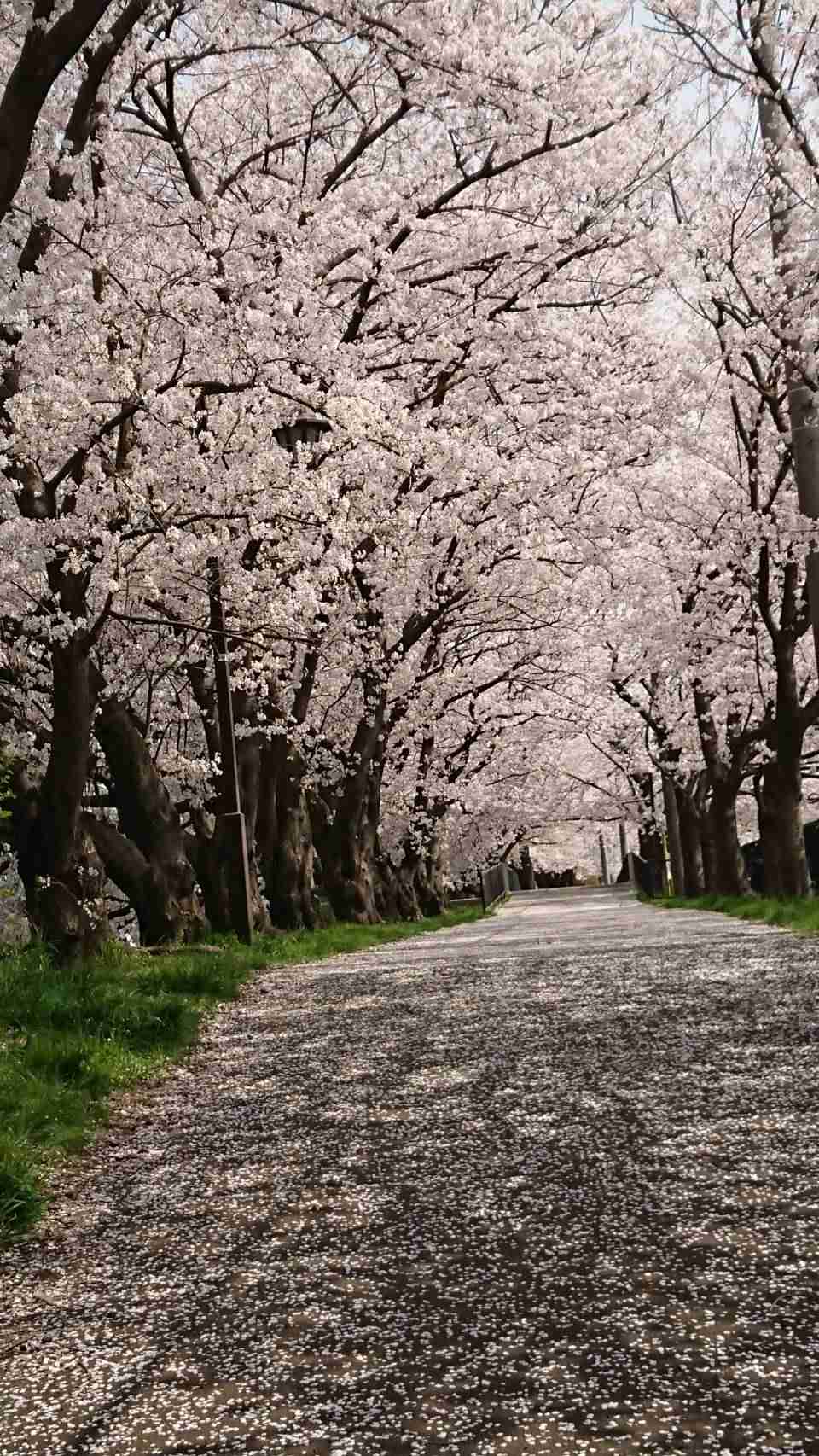 上手に撮れた!お気に入り写真を見せて下さい☆