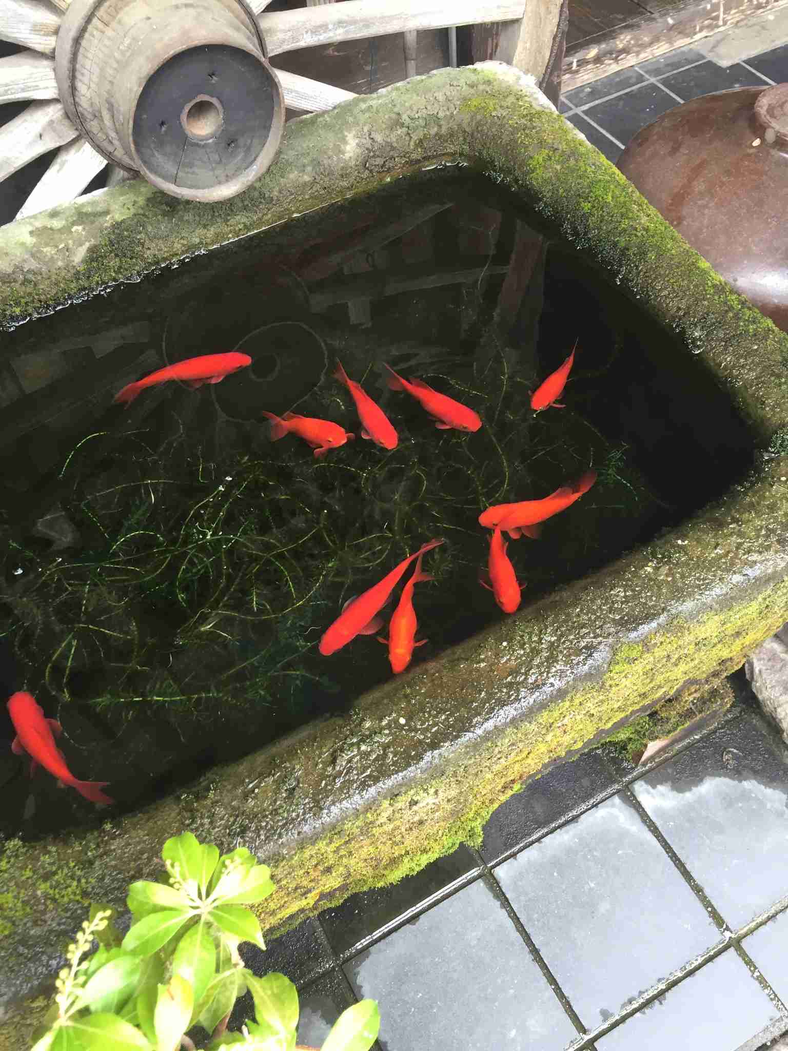 上手に撮れた!お気に入り写真を見せて下さい☆