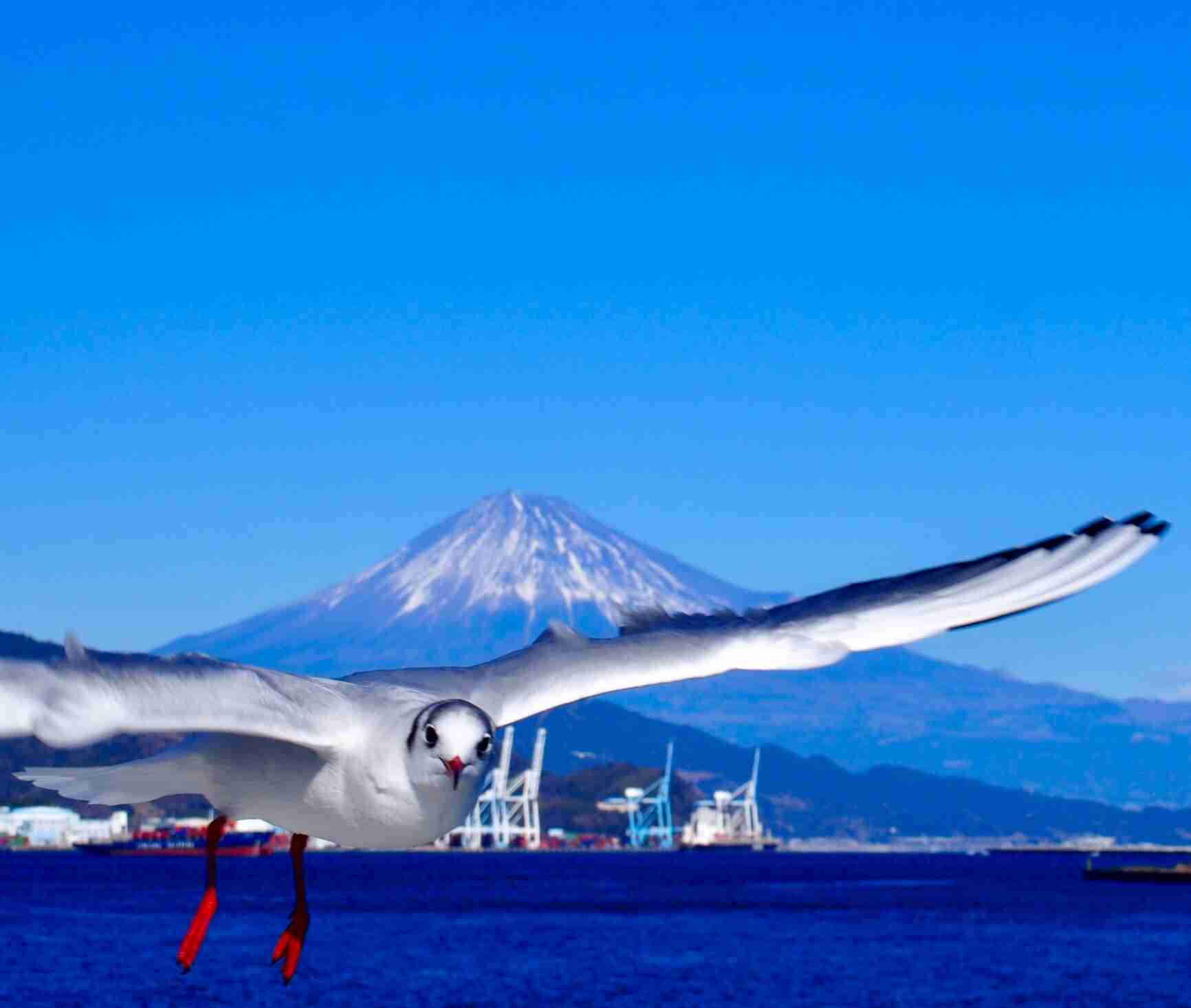 上手に撮れた!お気に入り写真を見せて下さい☆