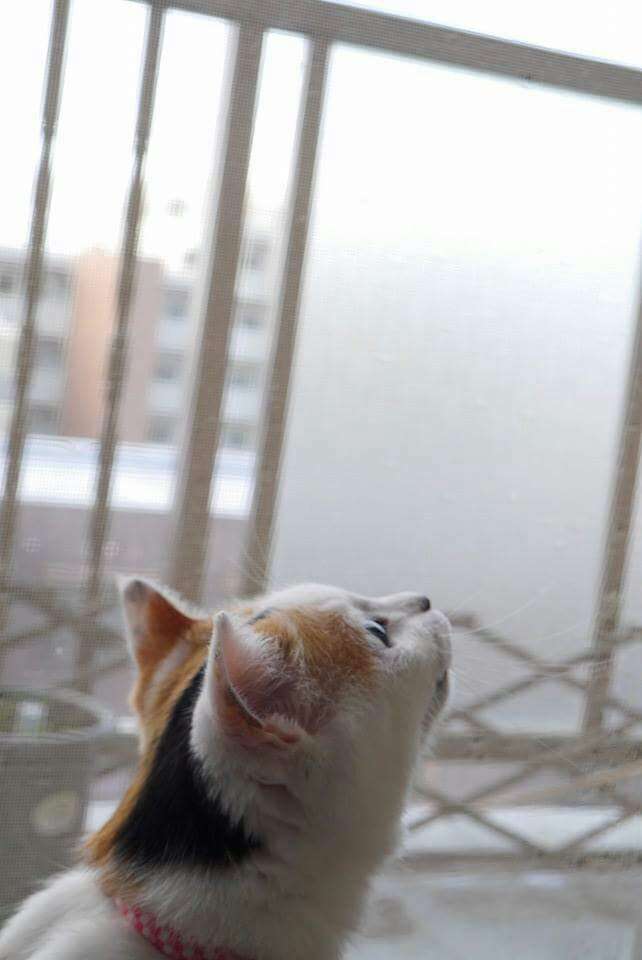 上手に撮れた!お気に入り写真を見せて下さい☆