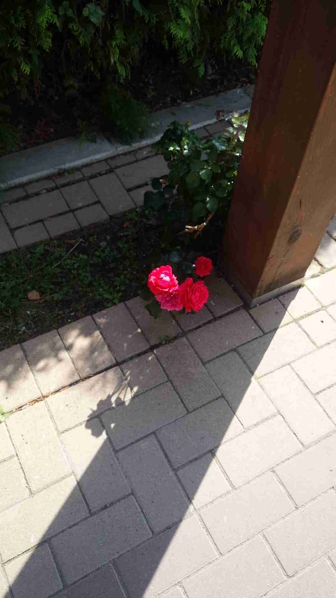 上手に撮れた!お気に入り写真を見せて下さい☆
