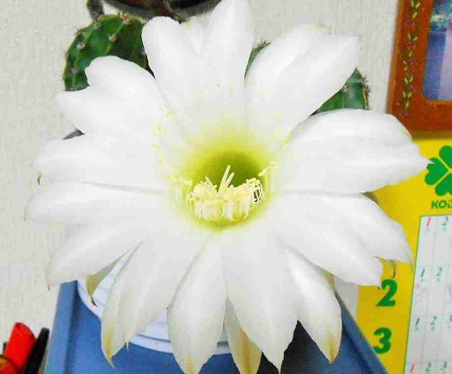 上手に撮れた!お気に入り写真を見せて下さい☆